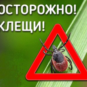 Приближается сезон активности клещей!